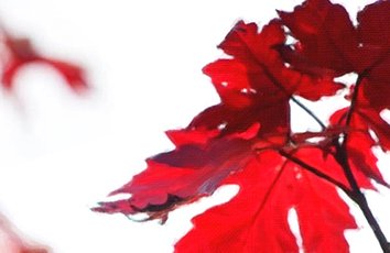 新手入门学韩语指南：语言基础到学习方法全面解析