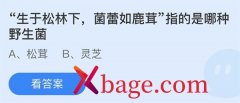 蚂蚁庄园：生于松林下菌蕾如鹿茸指的是哪种野