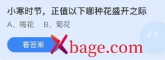 蚂蚁庄园：小寒时节正值以下哪种花盛开之际