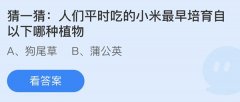 蚂蚁庄园：人们平时吃的小米最早培育自以下哪