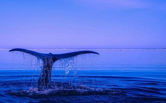 灰度抛压不断 曾经的「比特币貔貅」影响何时休？