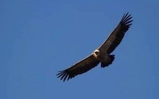 <b>牛市的逻辑：虹吸全世界的神奇密码</b>